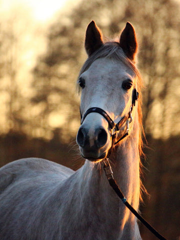 10 Most Expensive Horse Breeds In the World