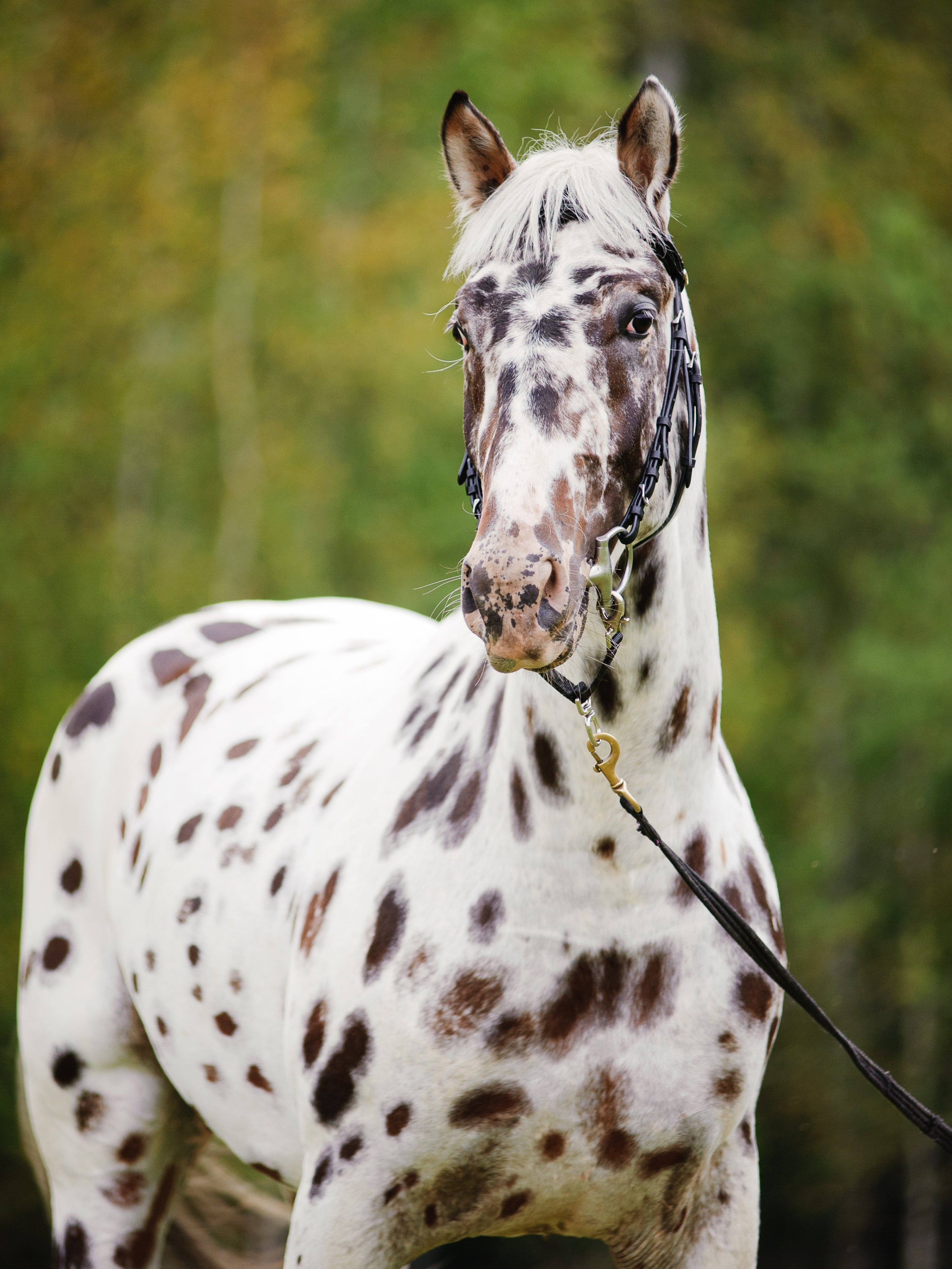 Best Horse Breed for Barrel Racing: Top Speed Picks
