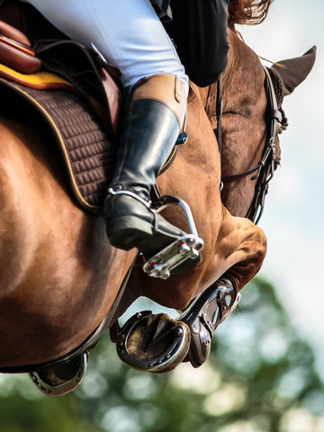 12 Best Jumping Horse Breeds In the World