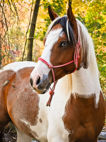 12 Spotted Horse Breeds In the World