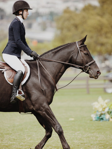 13 Beautiful Black Horse Breeds In the World