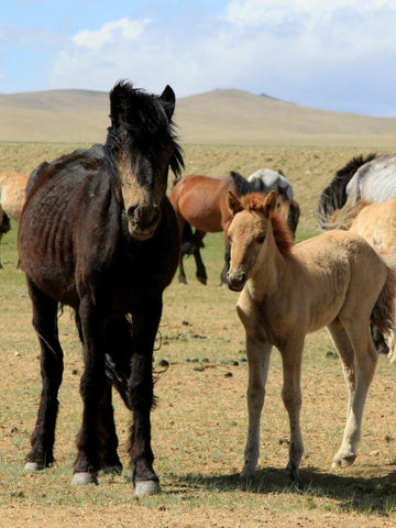 13 Fastest Horse Breeds in the World