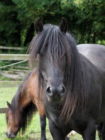 14 Rare Horse Breeds In the World