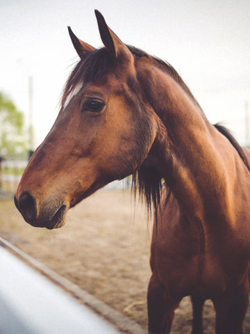 14 Reasons Why Americans Avoid Horse Meat