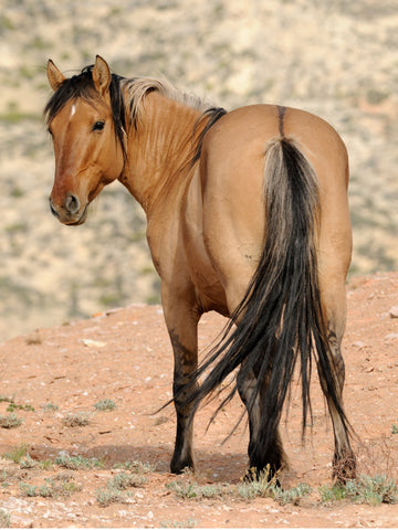 15 Famous Work & Draft Horse Breeds