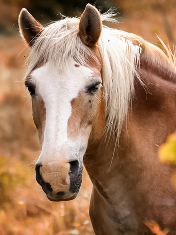 15 Ways to Get Rid of Horse Flies