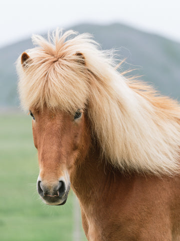 16 Facts About a Horse’s Mane