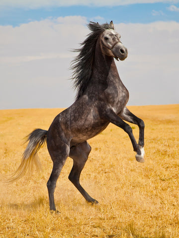 16 Most Beautiful Horse in the World