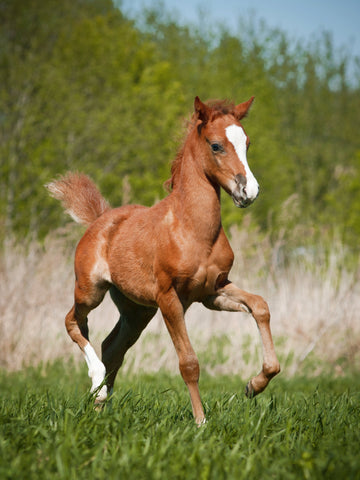 17 Small Horse & Pony Breeds In the World