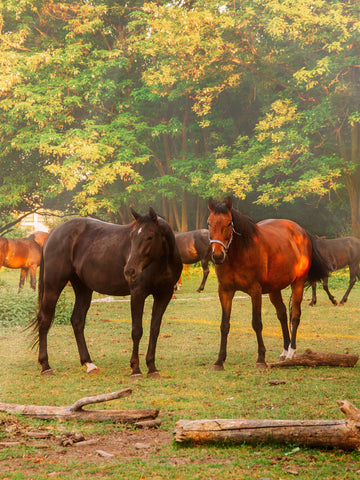 17 War Horse Breeds (History & Pictures)