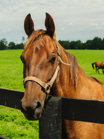 19 Most Popular Horse Breeds & Types of Horses