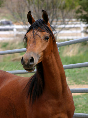25 Different Horse Colors