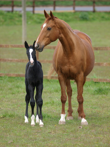 33 Good Female Horse Names (With Meanings)