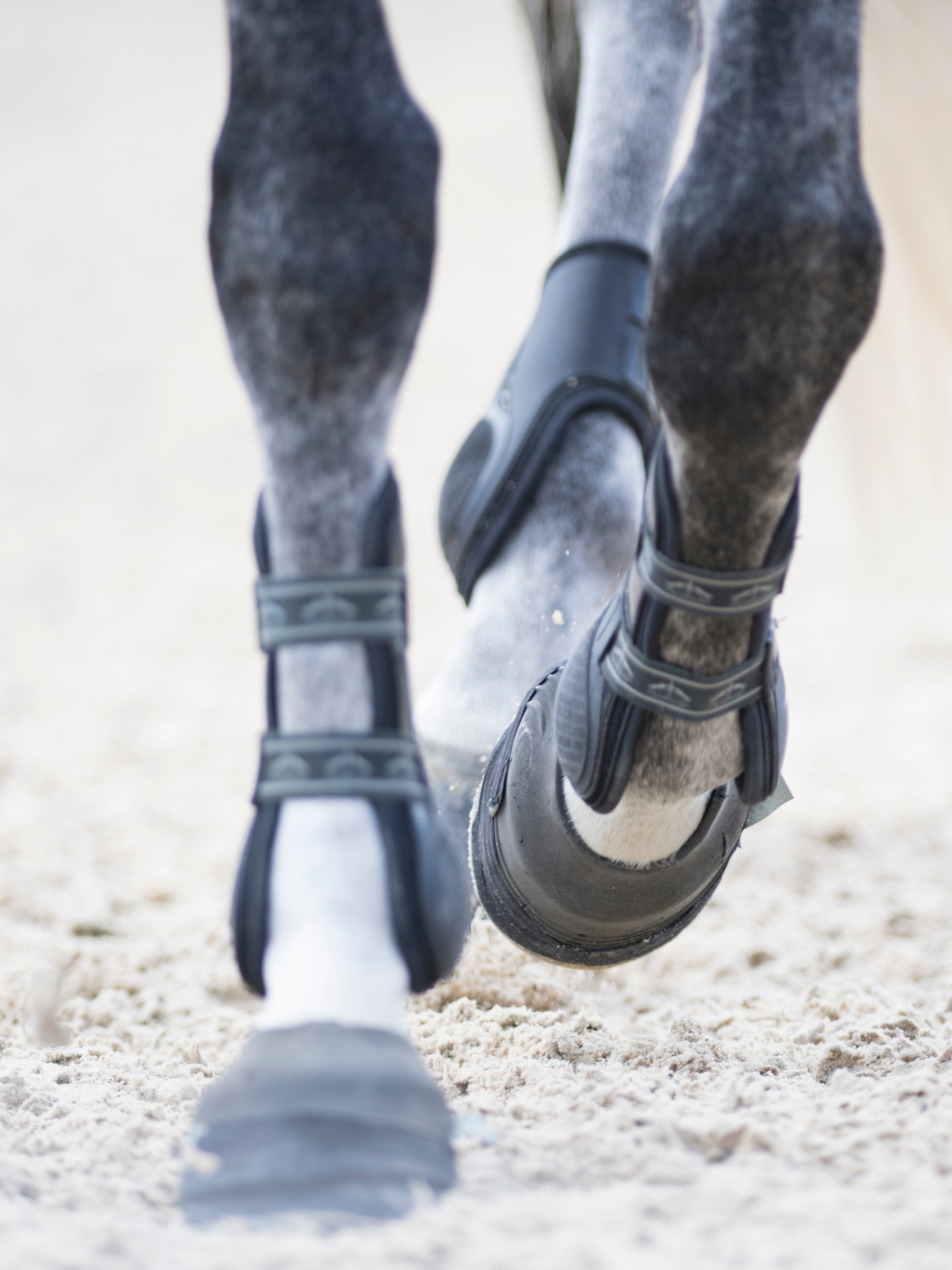 その他 HORSE WITH A BROKEN LEG [CD] LFT Witness Log: Injury and Death at BLM Wild Horse Helicopter Roundup