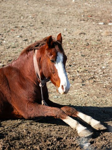 3 Main Reasons Why Horses Laying Down