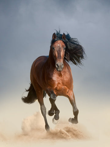 41 Common Horse Breeds in the USA