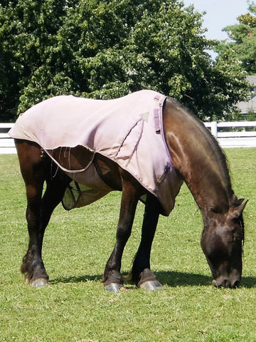 4 Easy Steps to Measure a Horse for a Blanket