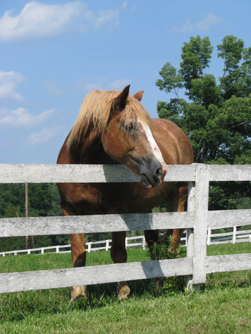 5 Main Horse Fencing Options
