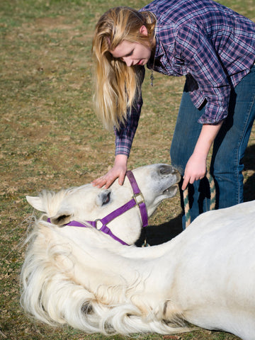 5 Steps to Teach Your Horse To Lay Down