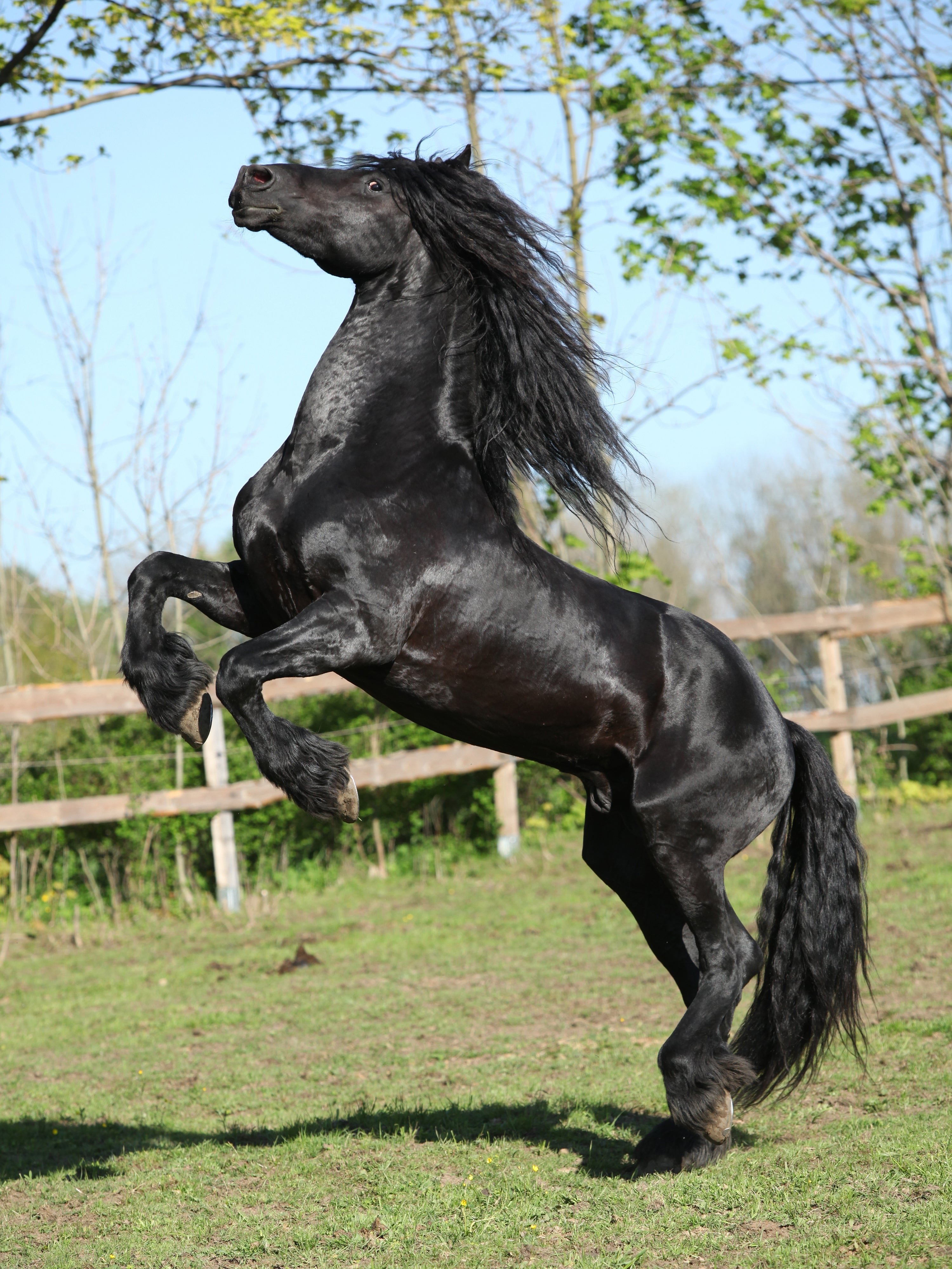 Which Horses are the Best: Top Breeds for Performance and Beauty