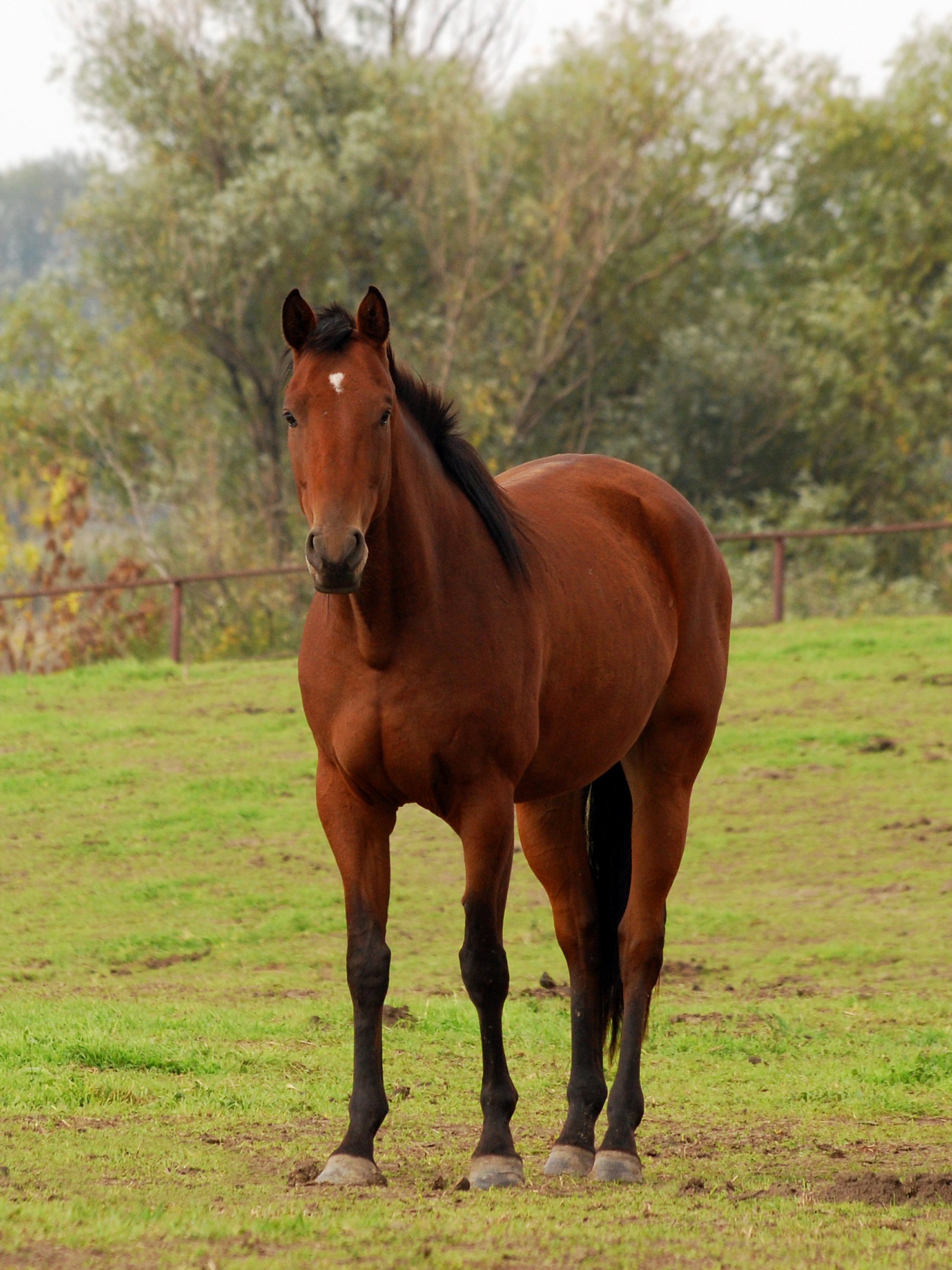 Cheapest Place to Buy Horses: Top Affordable Spots Revealed