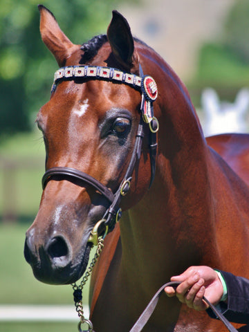 6 Different Types Of Arabian Horses (With Pictures)