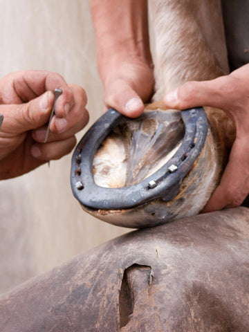 6 Reasons Why Horses Need Horseshoes