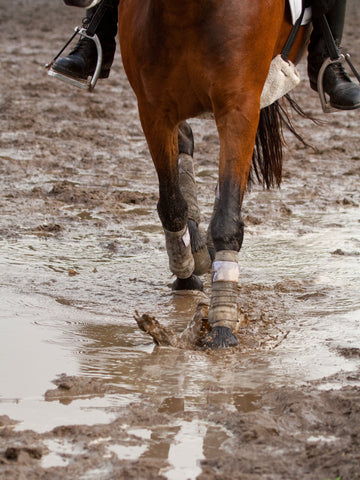 6 Tips to Fix Muddy Horse Paddock Areas