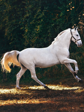 7 Reasons Why Is Your Horse Losing Hair (Diagnosis & Prevention)