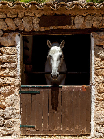 8 Tips to Build a Horse Stable