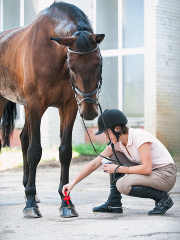 9 Tips to Take Care of a Horse