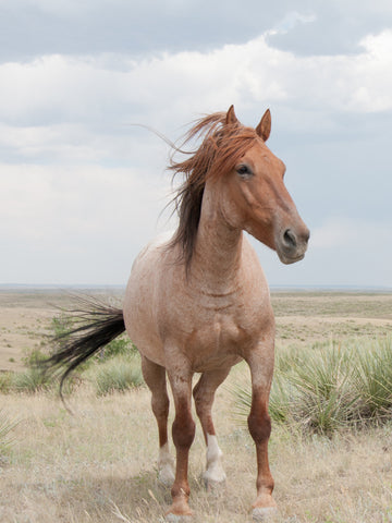 9 Types of Mustang Horses