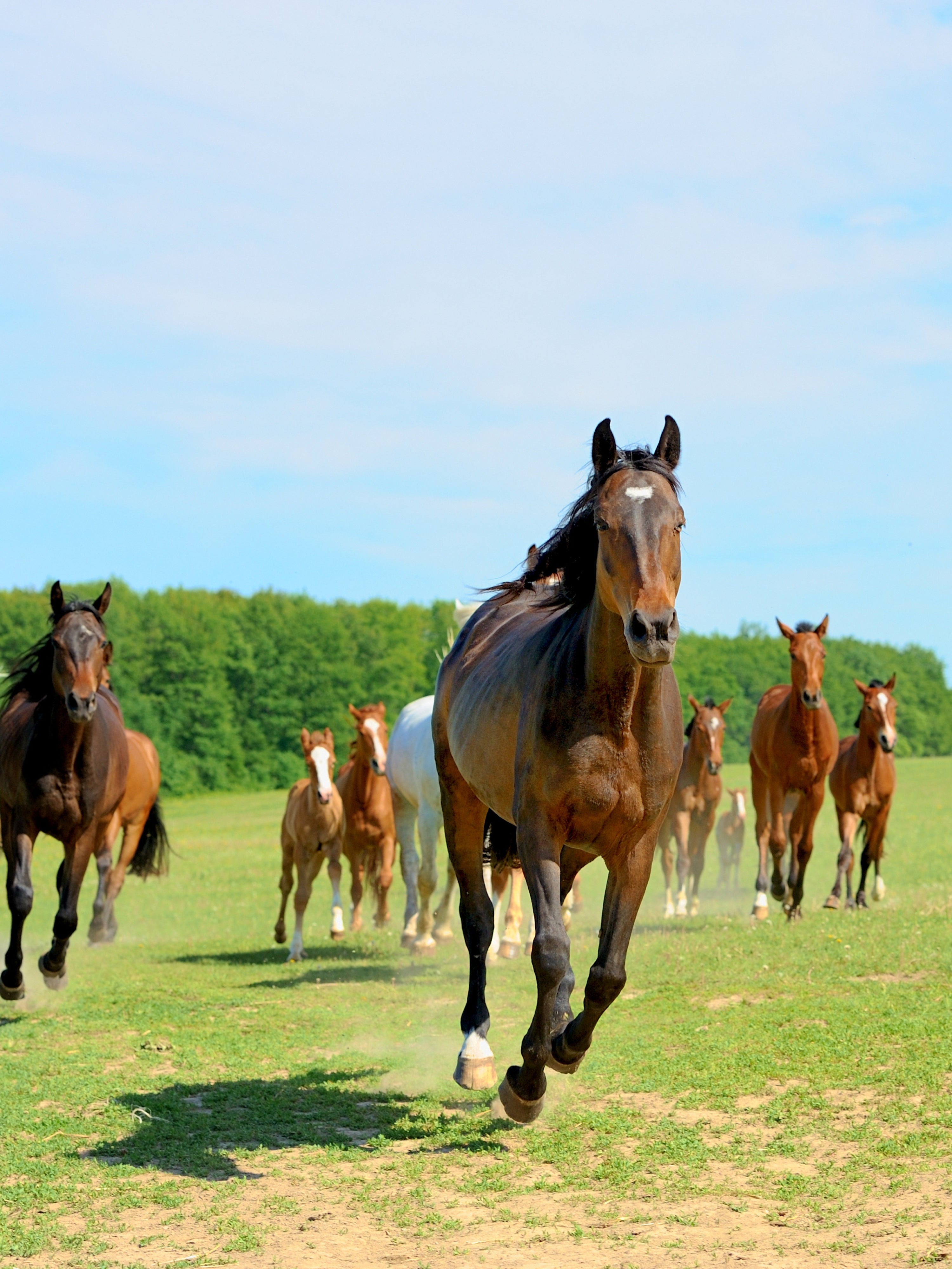Is Horses Native to America? Uncover the Surprising Truth