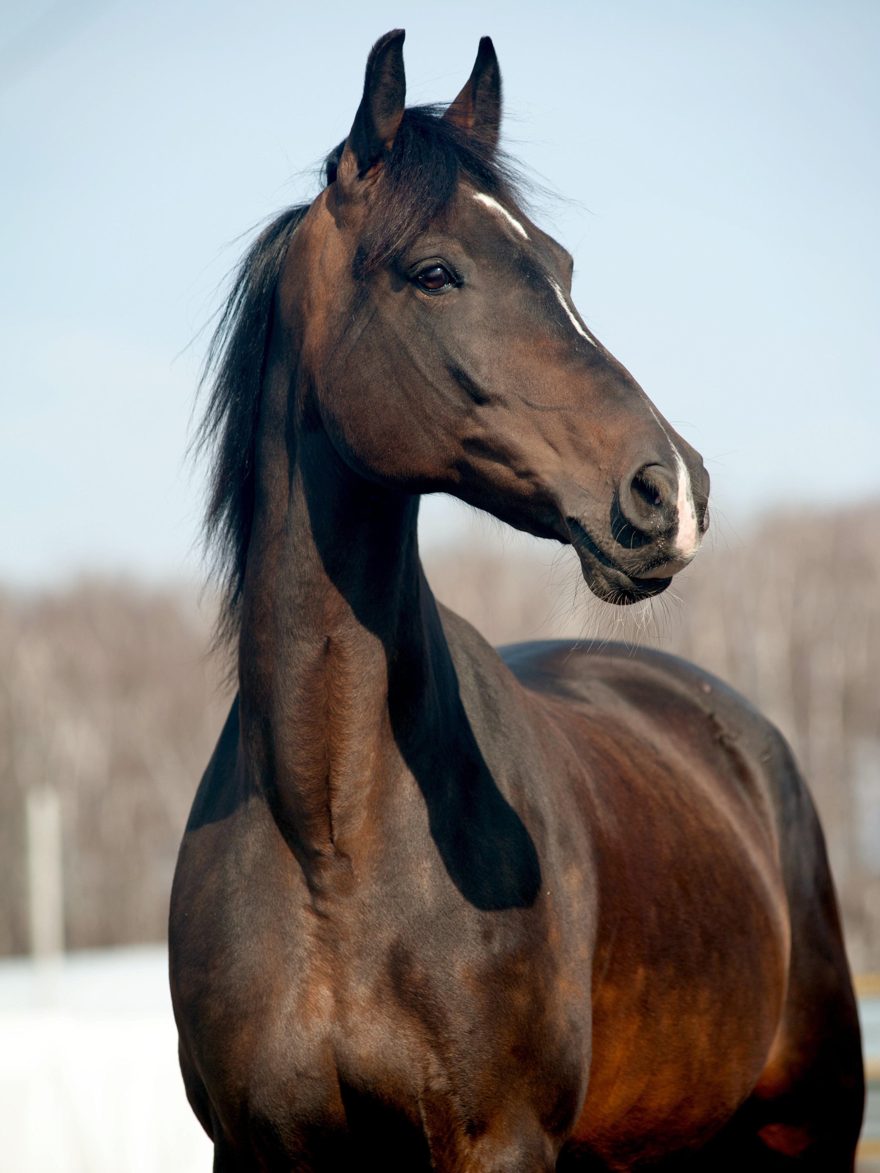 Dark Bay Horse 6 Bay Horse Colors Variations Pictures PangoVet dark-bay-horse-6-bay-horse-colors-variations-pictures-pangovet