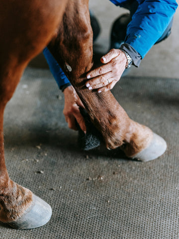 How Do Wild Horses Trim Their Hooves