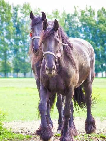 How Far Can a Horse Travel In a Day