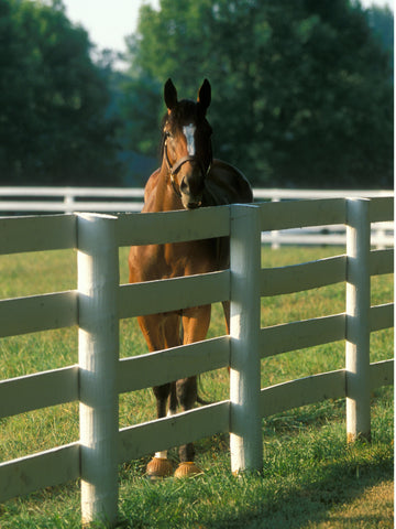 How Many Acres Do You Need for a Horse
