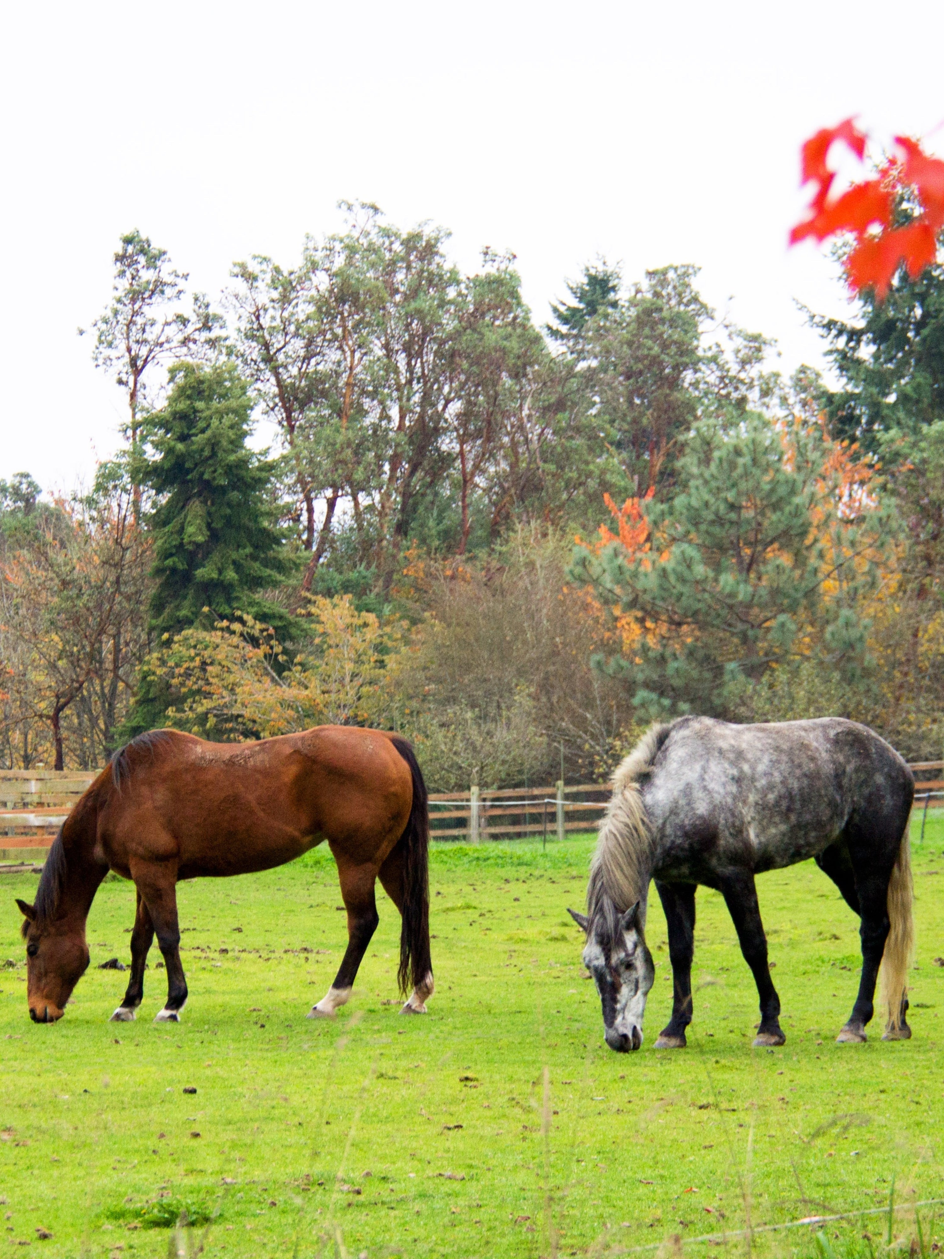 The Digestive Powerhouse: How Many Stomachs Does An Elephant Have? - pg8m7m3