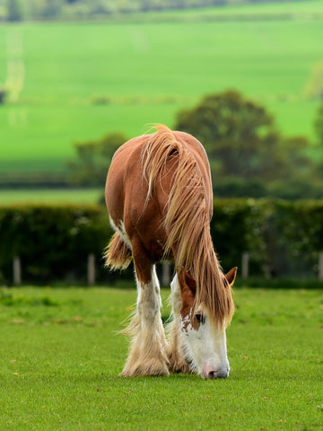How Much Does A Clydesdale Horse Cost