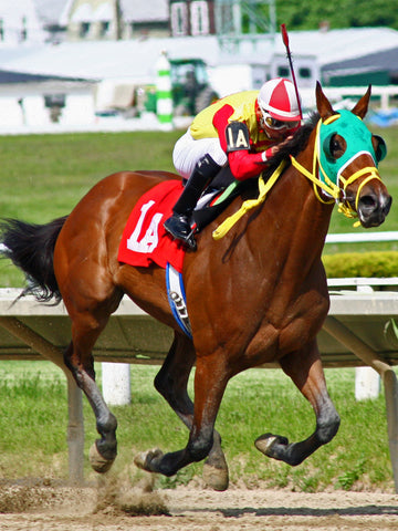 How Much Does A Racing Horse Cost