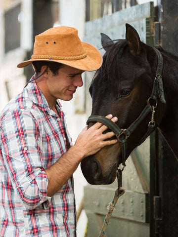 How Much Does It Cost To Lease A Horse