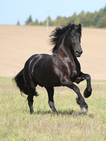 How Much Does a Friesian Horse Cost