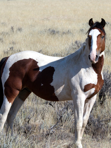 How Much Does a Mustang Horse Cost
