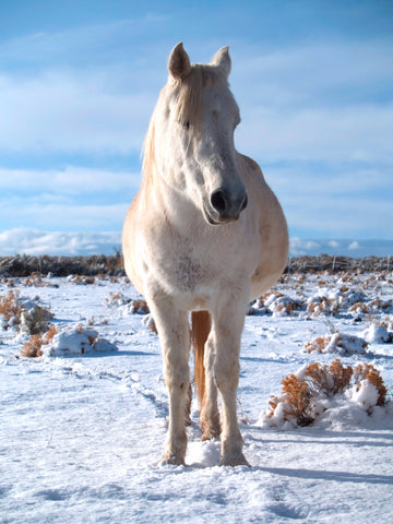 How Much Does an Arabian Horse Cost