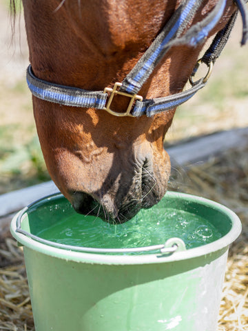 How Much Water Does A Horse Drink