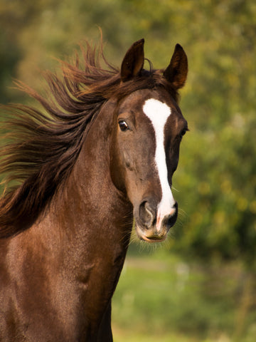 How Much Weight Can a Horse Carry