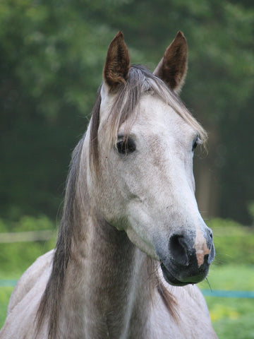 How Often Do Horses Go Into Heat