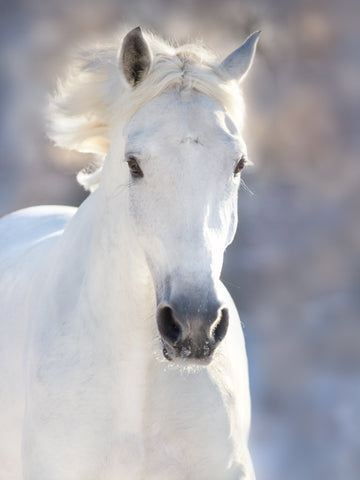 Is Glue Made From Horses? All You Need To Know