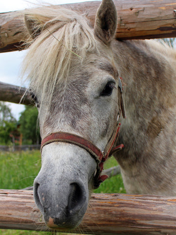 Top 9 Popular Breeds Of Horses With Feathers
