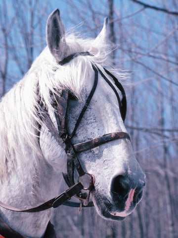 Types of Horse Bits